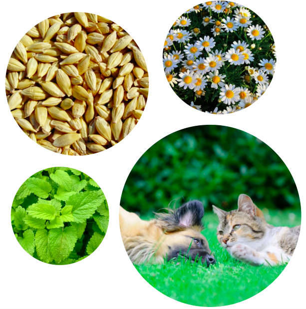 Ergyvet propose des compléments alimentaires de haute qualité pour animaux