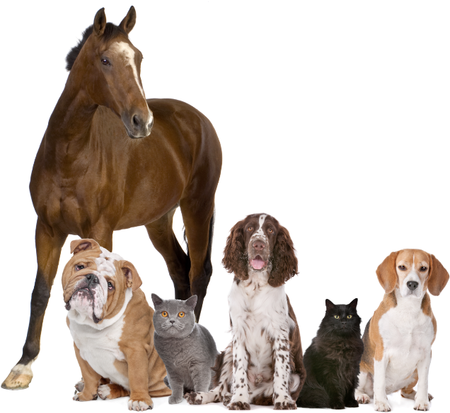 Ergyvet propose des compléments alimentaires de haute qualité pour chiens