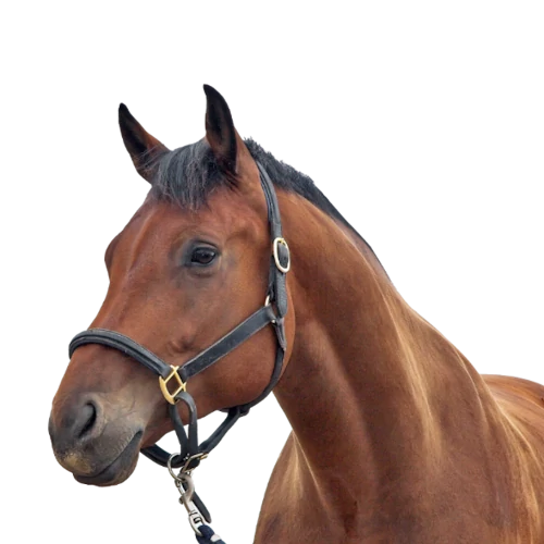 Ergyvet propose des compléments alimentaires de haute qualité pour horse